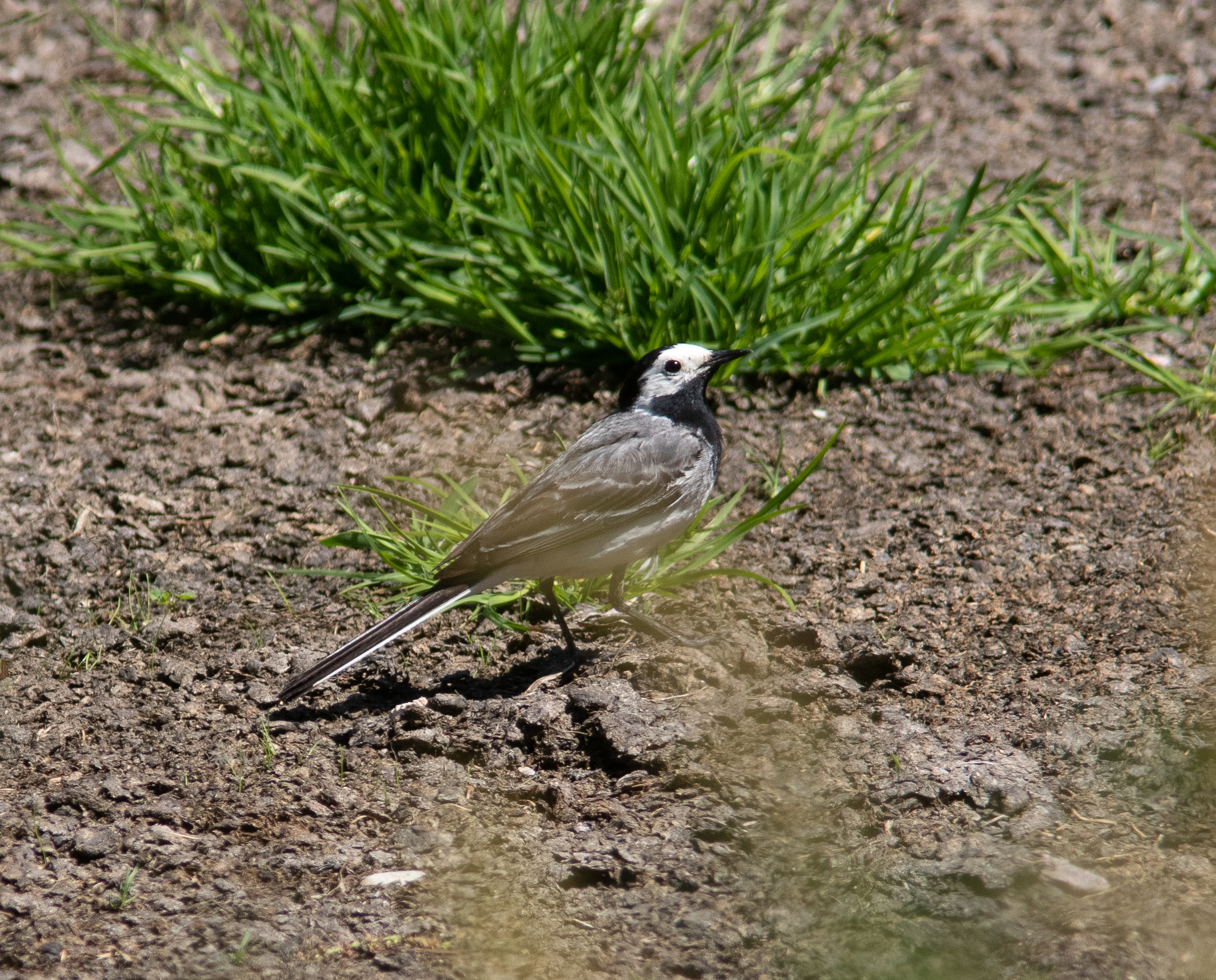 Miniature